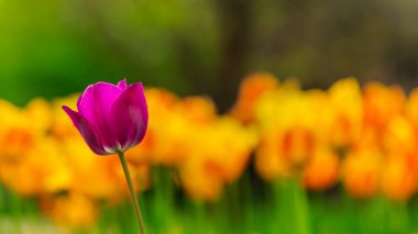 One Flower Stands Out From The Others. Different color