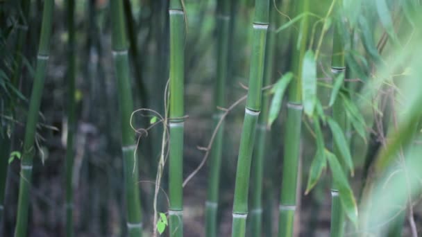 Close Tiro Plantas Bambu Movimento Vento — Vídeo de Stock