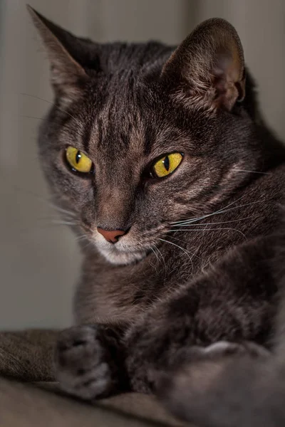 Ritratto ravvicinato di Grey Pet Tabby Cat — Foto Stock