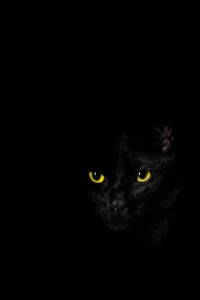 Gato preto no fundo preto — Fotografia de Stock