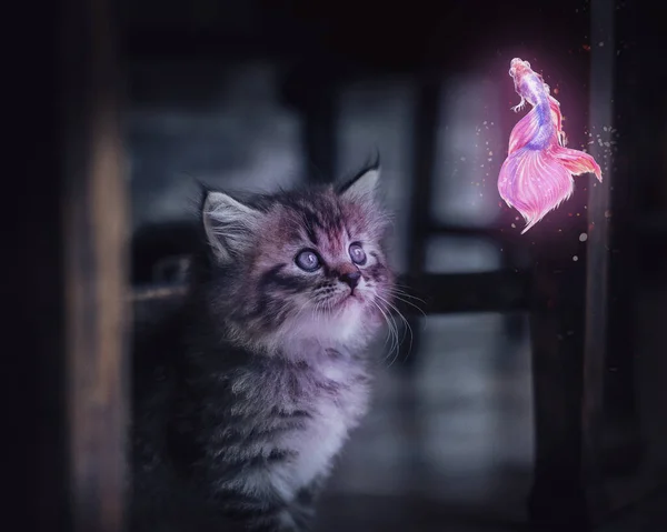 Kedi mi Kedi mi Parlayan Balık mı?