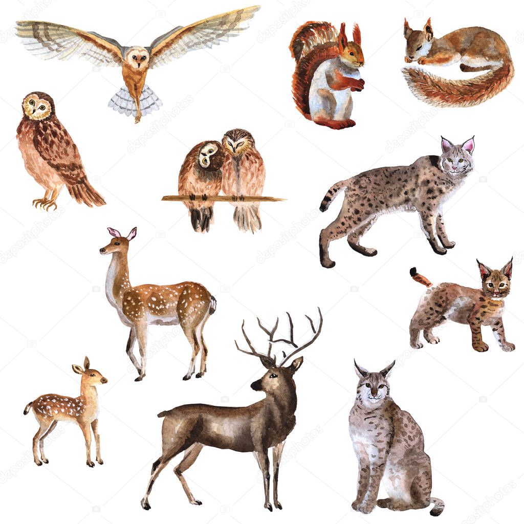 Watercolor hand-drawn set of forest animals isolated on a white 