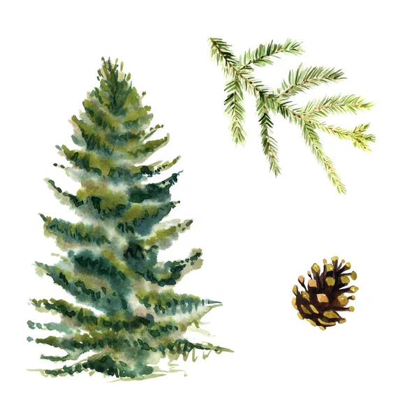 Watercolor forest fir-tree and fir-branch isolated on a white background — Stock Photo, Image