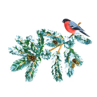 Çam dalı ve ispinozlu suluboya orman kompozisyonu beyaz arka planda izole edilmiş.