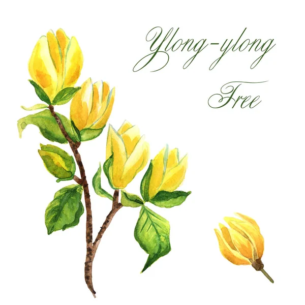 Akvarel ručně kreslené větve ylang-ylang stromu izolované na bílém pozadí — Stock fotografie