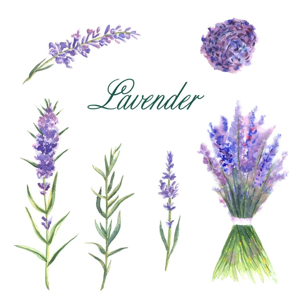 Aquarel met de hand getekende set van lavendel geïsoleerd op witte achtergrond — Stockfoto