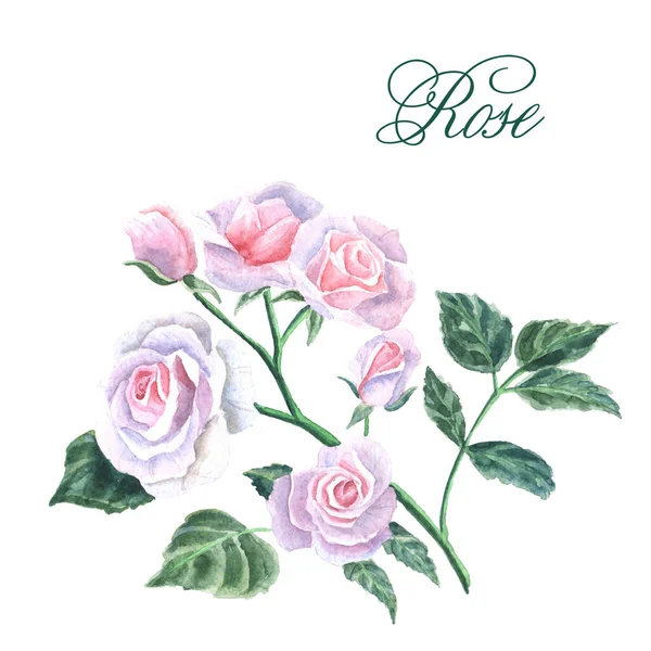 Acuarela rama floreciente dibujada a mano de rosas aisladas sobre fondo blanco — Foto de Stock