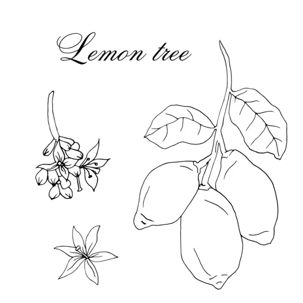 Векторна мальована гілка лимонного дерева ізольована на білому тлі — стоковий вектор