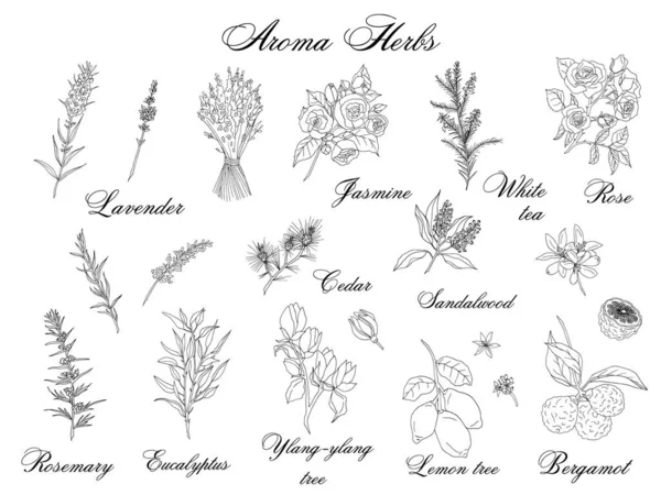 Set di erbe aromatiche vettoriali disegnate a mano isolate su sfondo bianco — Vettoriale Stock