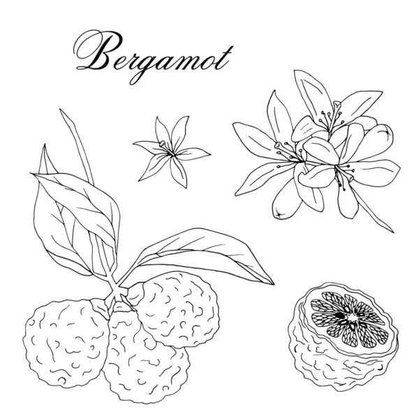 Vector met de hand getekende tak van bergamotboom met vers fruit en bloesem geïsoleerd op witte achtergrond — Stockvector