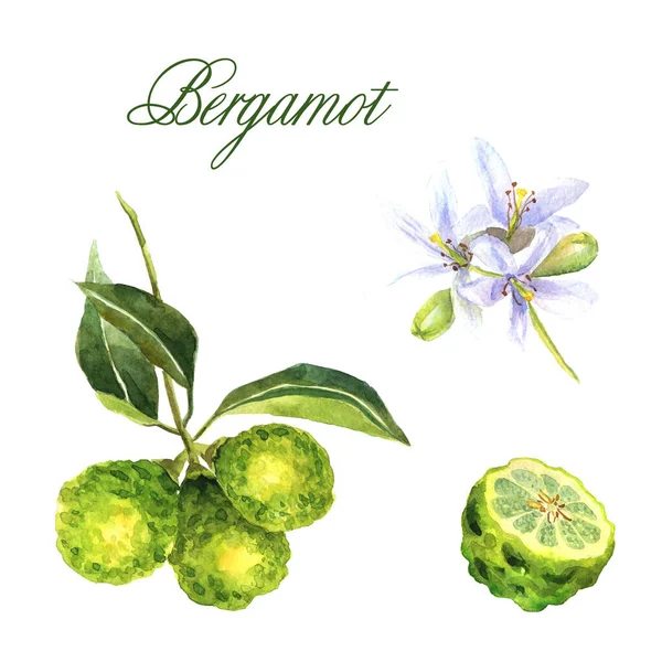Bergamot ağacının elle çizilmiş suluboya dalı. Beyaz arka planda taze meyve ve çiçek var.