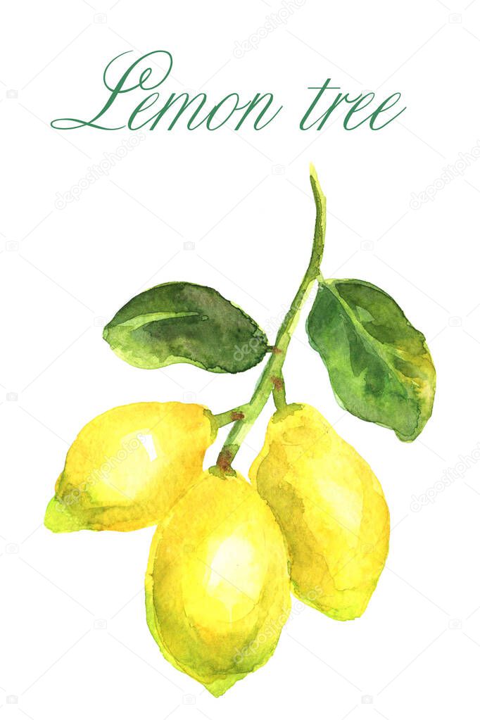Watercolor hand-drawn branch of lemon tree isolated on a white background