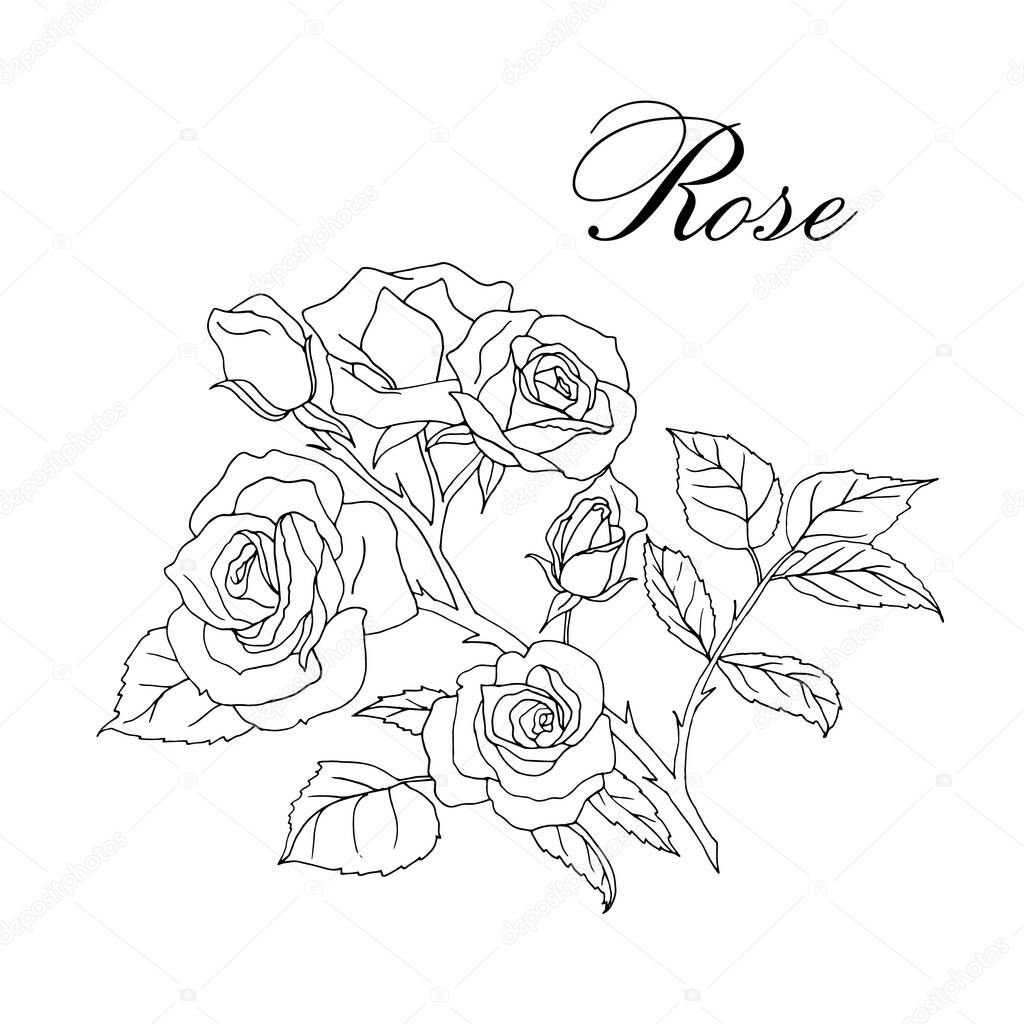 Vector hand-drawn blooming branch of roses isolated on white background