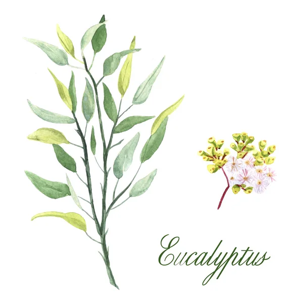 Aquarel met de hand getekende eucalyptus plant en eucalyptus bloesem geïsoleerd op witte achtergrond — Stockfoto