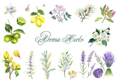 Beyaz arka planda izole edilmiş suluboya el yapımı aroma otları seti