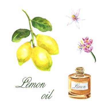 Limon yağıyla suluboya çizimi
