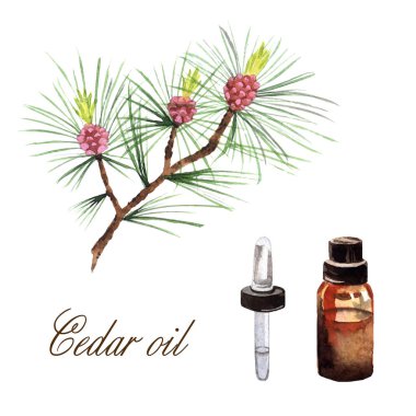 Temel sedir yağıyla suluboya çizimi