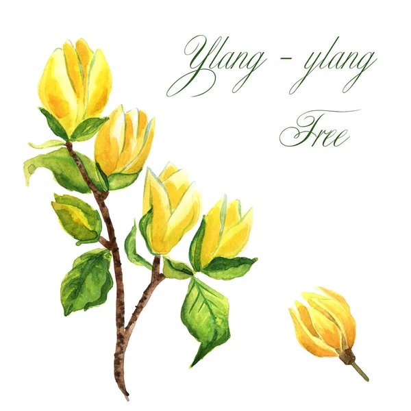 白色背景下孤立的Ylang-ylang树水彩画手绘分枝 — 图库照片