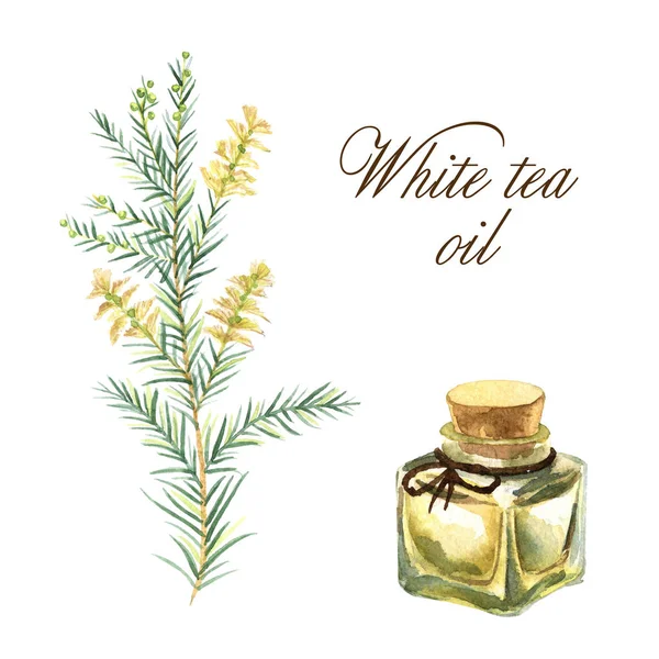 Watercolor illustration with essential oil of white tea — ストック写真