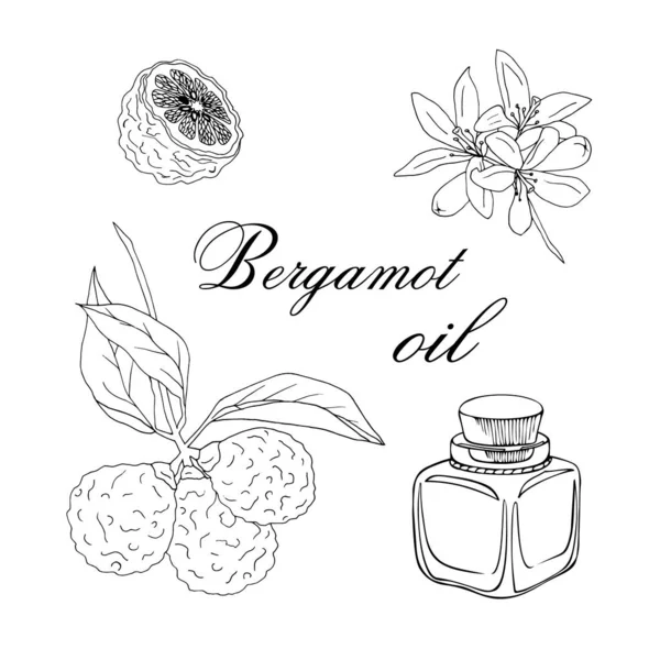 Bergamot yağlı vektör çizimi
