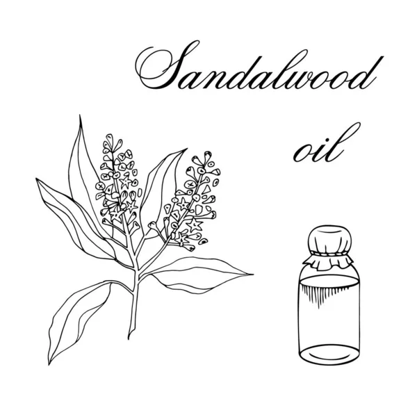 Sandal ağacından yapılmış eskiz çizimi
