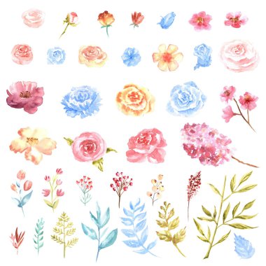 Suluboya büyük bir set çizim beyaz arka planda izole nazik çiçekler