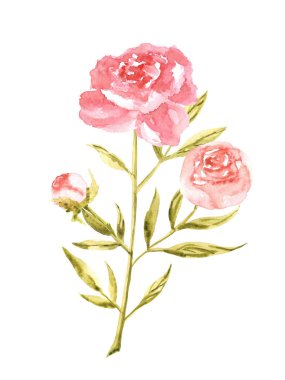 Watercolor gentle pink peony with a stem hand drawn on white background
