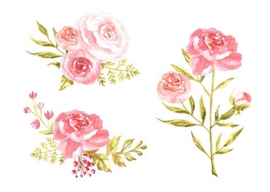 Beyaz arkaplana çizilmiş yumuşak pembe şakayık elli suluboya kompozisyonları