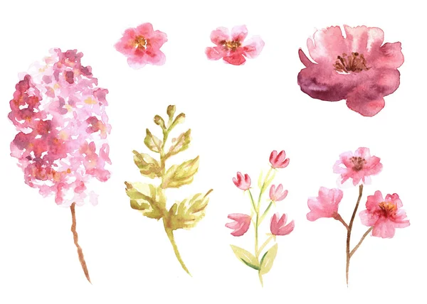 Акварельний набір рожевих квітів ескізу ізольовано на білому тлі — стокове фото