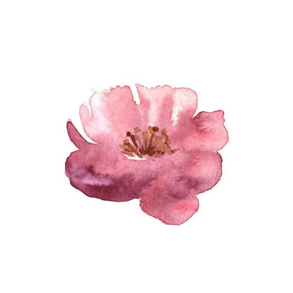 Akvarel jemný růžový květ třešňové ruky nakreslené na bílém pozadí — Stock fotografie
