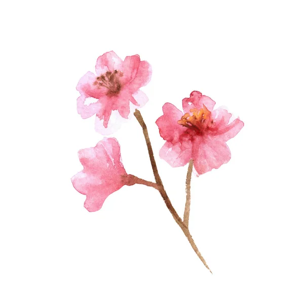 Watercolor pink branch of cherry isolated on a white background — 图库照片