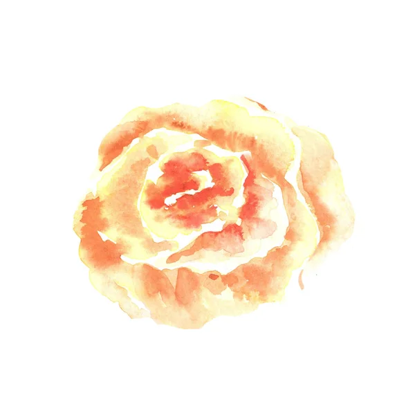 Watercolor orange gentle rose hand drawn on white background — 스톡 사진