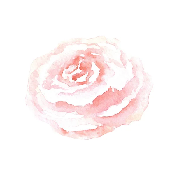 Watercolor gentle pink rose hand drawn on white background — 图库照片