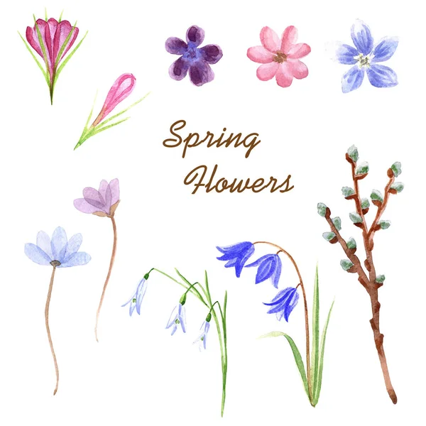 Watercolor Delicate Spring Flowers Isolated White Background — Stock Photo, Image