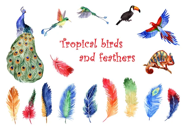 色彩艳丽的热带羽毛和热带鸟类的水彩画 背景为白色 — 图库照片