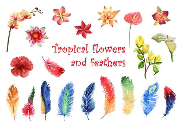 Watercolor set of bright tropical feathers and tropical flowers isolated on a white background