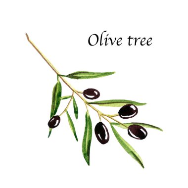 Beyaz arka planda zeytin ağacı olan suluboya botanik çizimi. Baharat, bitki ve sebzeli el yapımı yiyecek koleksiyonu. Yemek kitapları, dergiler ve tekstil için mükemmel..