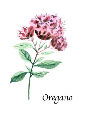 Beyaz arka planda Oregano olan suluboya botanik çizimi. Baharat, bitki ve sebzeli el yapımı yiyecek koleksiyonu. Yemek kitapları, dergiler ve tekstil için mükemmel..