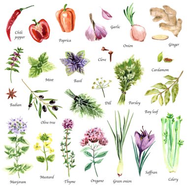 Watercolor set of botanic illustrations on white background. Hand drawn food collection with seasonings, herbs and vegetables. Perfect for culinary books, magazines, textiles. clipart