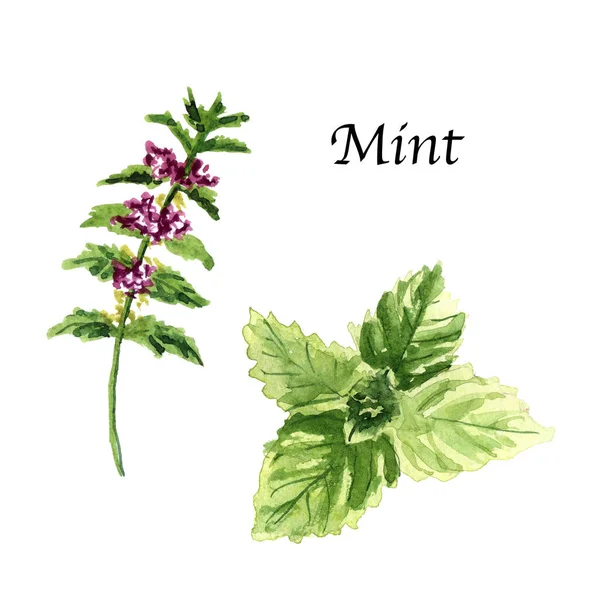 Illustrazione Botanica Acquerello Con Menta Sfondo Bianco Raccolta Cibo Tirata — Foto Stock