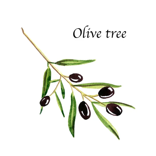 Akvarel Botanické Ilustrace Olivovníkem Bílém Pozadí Ručně Kreslená Sbírka Potravin — Stock fotografie