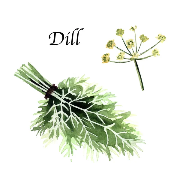 Aquarel Botanische Illustratie Met Dille Witte Achtergrond Handgetekende Voedselcollectie Met — Stockfoto