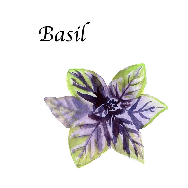 Aquarel Botanische Illustratie Met Basilicum Witte Achtergrond Handgetekende Voedselcollectie Met — Stockfoto