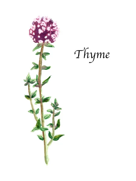 水彩植物图解与Thyme的白色背景 用调味品 香草和蔬菜手工制作食物 最适合烹饪书籍 纺织品 — 图库照片