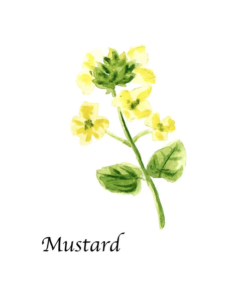 Aquarel Botanische Illustratie Met Mosterd Witte Achtergrond Handgetekende Voedselcollectie Met — Stockfoto