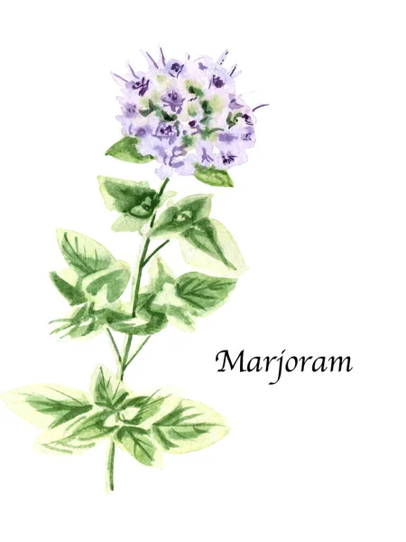 Aquarel Botanische Illustratie Met Marjoram Witte Achtergrond Handgetekende Voedselcollectie Met — Stockfoto