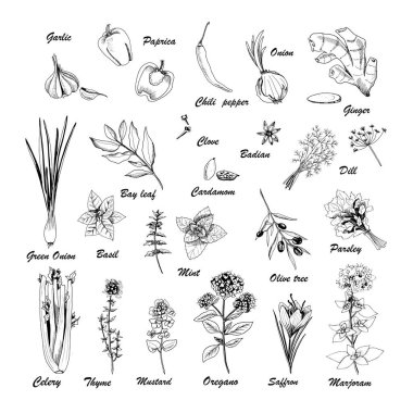 Beyaz arka planda bir dizi botanik çizimi. Baharat, bitki ve sebzeli el yapımı yiyecek koleksiyonu. Yemek kitapları, dergiler ve tekstil için mükemmel..