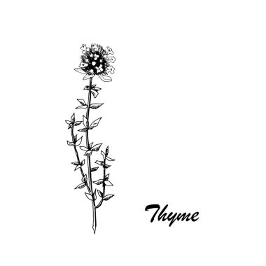 Beyaz arka planda kekik olan vektör botanik çizimi. Baharat, bitki ve sebzeli el yapımı yiyecek koleksiyonu. Yemek kitapları, dergiler ve tekstil için mükemmel..