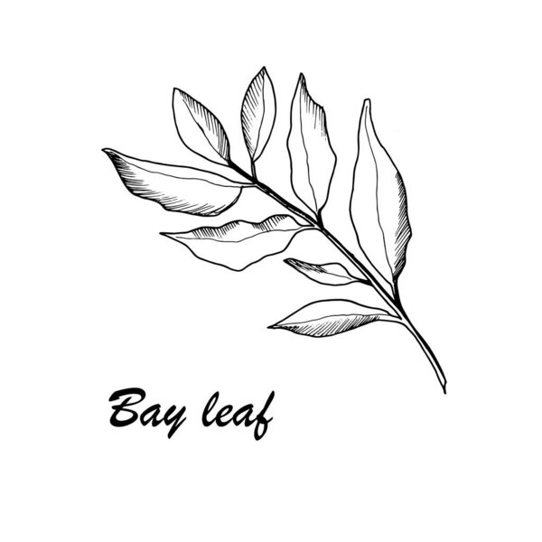 Vector botanic illustration with bay leaf on white background. Hand drawn food collection with seasonings, herbs and vegetables. Perfect for culinary books, magazines, textiles.