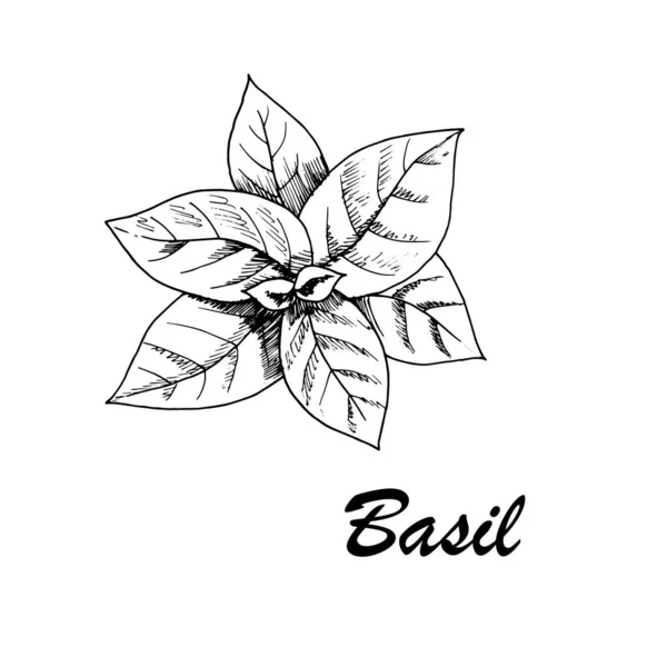 Vector Botanische Illustratie Met Basilicum Witte Achtergrond Handgetekende Voedselcollectie Met — Stockvector